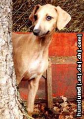 Azawakh Hunde Foto 4722 Azawakh