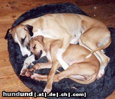 Azawakh Hunde Foto 4714 Azawakh