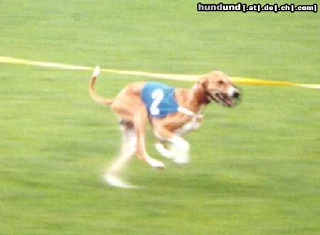 Azawakh Hunde Foto 4250 Azawakh Rashak beim Training auf der Rennbahn
