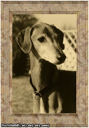 Azawakh Hunde Foto 8035 Azawakh Bergil...2003