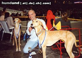Azawakh Hunde Foto 4721 Azawakh