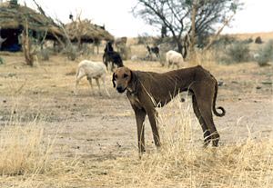 Azawakh Hunde Foto 75 Azawakh