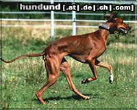Azawakh Hunde Foto 8032 Azawakh Bergil= Beby