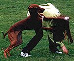Azawakh Hunde Foto 3999 Azawakh melli und Bergil...wer wohl gewonnen hat???