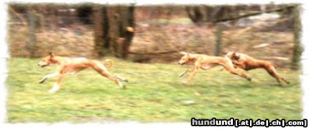 Azawakh Hunde Foto 4238 Azawakh beim Fangen-Spiel mit Papa und Schwester