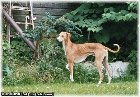 Azawakh Hunde Foto 4251 Azawakh Rashak