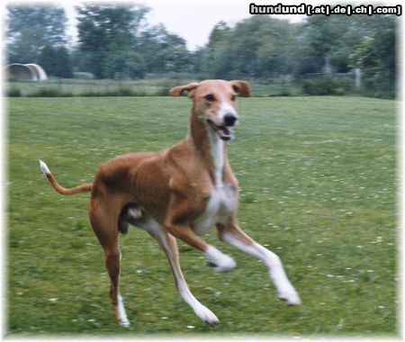 Azawakh Hunde Foto 4260 Azawakh Rashak