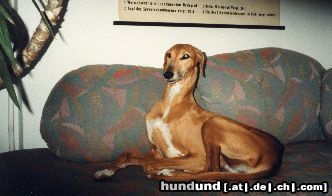 Azawakh Hunde Foto 4715 Azawakh Grande Madame