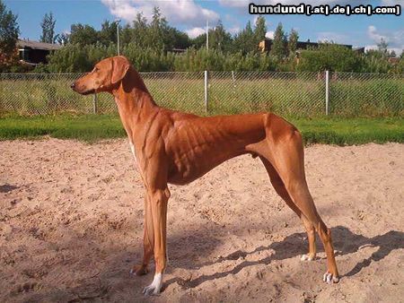 Azawakh Hunde Foto 4718 Azawakh