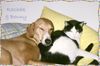 Azawakh Foto: Rashak & Benny (ID 4235) Azawakh Hund