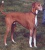 Azawakh Hund