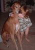 Azawakh Foto: Sophie & Bergil (ID 4002) Azawakh Hund