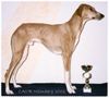 Azawakh Foto: mein Schöner... (ID 4236) Azawakh Hund