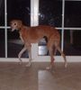 Azawakh Foto: Aschoura v. Fam. Gerritzen, hier mit 15 jahren (ID 4000) Azawakh Hund