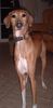 Azawakh Foto: Diddel v. Fam. Gerritzen (ID 4001) Azawakh Hund