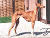 Azawakh Foto: Aschoura v. Fam. Gerritzen (ID 8033) Azawakh Hund