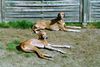 Azawakh Foto: Bergil & Diddl (ID 8477) Azawakh Hund