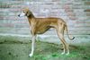 Azawakh Foto: Bergil Amenokal (ID 8476) Azawakh Hund