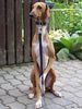 Azawakh Foto: Aioun (ID 34912) Azawakh Hund
