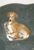 Azawakh Foto: Rashak's Couch (ID 4237) Azawakh Hund