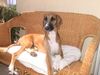 Azawakh Hund