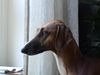 Azawakh Hund