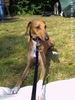 Azawakh Foto: Erste Ausstellung: V1 Jugend BoB (ID 34152) Azawakh Hund