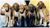 Azawakh Foto: Rashak (mitte) mit seinen Geschwistern (ID 4244) Azawakh Hund