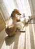 Azawakh Foto: Rashak mit Benny (ID 4247) Azawakh Hund