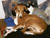 Azawakh Foto: Rashak & Benny (ID 4258) Azawakh Hund