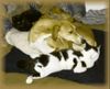 Azawakh Foto: Rashak mit Marcello und Tiffanny (ID 4259) Azawakh Hund