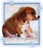 Azawakh Foto: War Rashak nicht ein süßes Baby? (ID 4233) Azawakh Hund