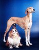 Azawakh Foto: Rashak & Susi (ID 4248) Azawakh Hund