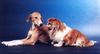 Azawakh Foto: Rashak mit Susi (ID 4256) Azawakh Hund