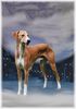Azawakh Foto: Rashak, mein Traumhund (ID 4246) Azawakh Hund