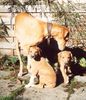 Azawakh Foto: Die Kleinen (ID 4719) Azawakh Hund