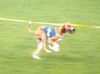 Azawakh Foto: Rashak beim Training auf der Rennbahn (ID 4250) Azawakh Hund
