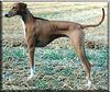 Azawakh Foto: hier noch ein normales bild (ID 1702) Azawakh Hund