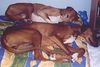 Azawakh Hund