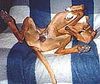 Azawakh Foto: sehen so azawakhs aus die gerne im freien schlafen? :-) (ID 1701) Azawakh Hund