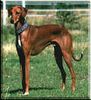 Azawakh Foto: hier noch ein normales bild (ID 1703) Azawakh Hund