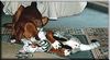Azawakh Foto: Bergil & Gerad... (ID 3996) Azawakh Hund