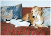 Azawakh Foto: Rashak & Benny (ID 4241) Azawakh Hund