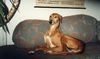 Azawakh Foto: Grande Madame (ID 4715) Azawakh Hund
