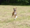 Azawakh Hund
