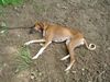 Azawakh Hund