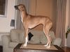Azawakh Hund