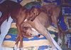 Azawakh Foto: sehen so azawakhs aus die gerne im freien schlafen :-) (ID 1700) Azawakh Hund