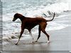Azawakh Foto: Aulad al sahras AHZAR...zarry (ID 3994) Azawakh Hund