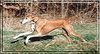 Azawakh Foto: Zarry... (ID 3997) Azawakh Hund